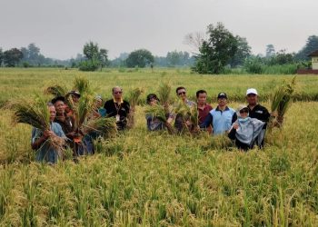 Dinas Pertanian Sleman Monitoring Hasil Panen Padi Jelang Bulan Puasa dan Idul Fitri