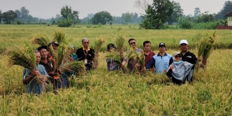 Kepala Dinas Pertanian, Pangan dan Perikanan Sleman, Suparmono (tengah) saat monitoring panen padi (Foto : Dok. DP3 Sleman)