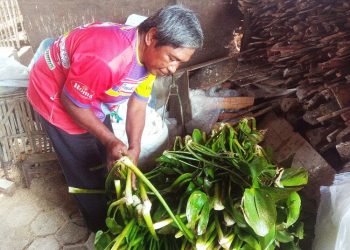 Suryadi Asal Gamping Sleman Gunakan Eceng Gondok untuk Pakan Tambahan Bebek Petelur, Ini Caranya