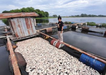 Dampak ‘Upwelling’ Puluhan Ton Ikan Karamba Waduk Cengklik Boyolali Mati