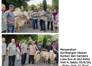 Idul Adha 1445 H GL Zoo Sumbang 8 Hewan Kurban, Ini Faktanya