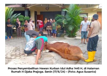 Panitia Idul Adha 1445 H Mushola Al Muttaqien Sembelih 2 Sapi dan 2 Kambing di Halaman Rumah H. Djaka Prajoga