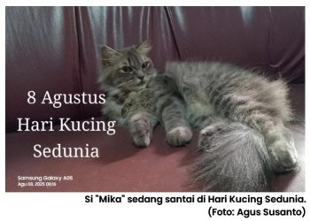 8 Agustus 2025, Hari Kucing Sedunia:  Saatnya Sayangi dan Lindungi Mereka