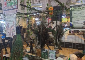 Mengenal Berbagai Jenis Merak di JCM Pets N Plans Festival 2026