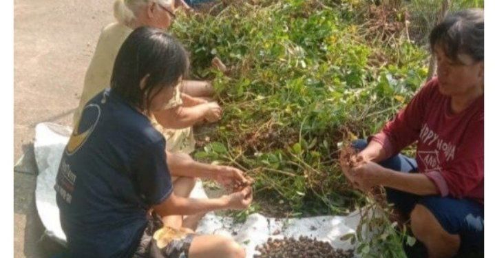 KWT Jengger Buktikan Perempuan Jadi Garda Terdepan Ketahanan Pangan