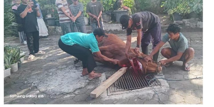 Peringati Idul Adha 1447 H, Mushola Al Muttaqien Pakelrejo Sembelih 1 Lembu dan 5 Kambing