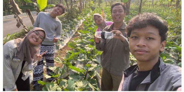 Tim SPECTRA UGM Kembangkan Deteksi Dini Virus Kuning Cabai Berbasis Multispektral dan Machine Learning